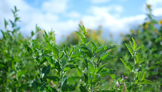 Harvesting Ashwagandha in Southern Oregon