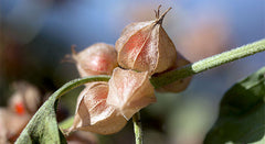 Growing Ashwagandha