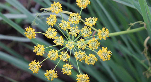 Fennel: Getting to Know Your Herbal Allies