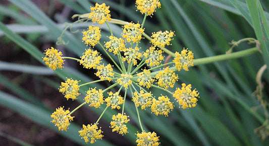 Fennel: Getting to Know Your Herbal Allies