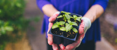 Sacred Gardening with Ayurveda