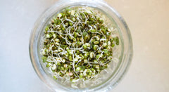 How to Sprout Green Mung Beans