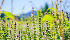 Tulsi (Holy Basil): Getting to Know Your Herbal Allies