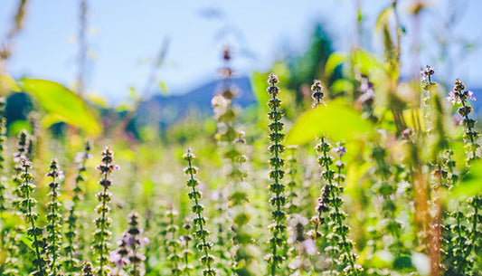 Tulsi (Holy Basil): Getting to Know Your Herbal Allies