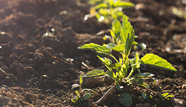 Growing Western Herbs at Banyan Farm