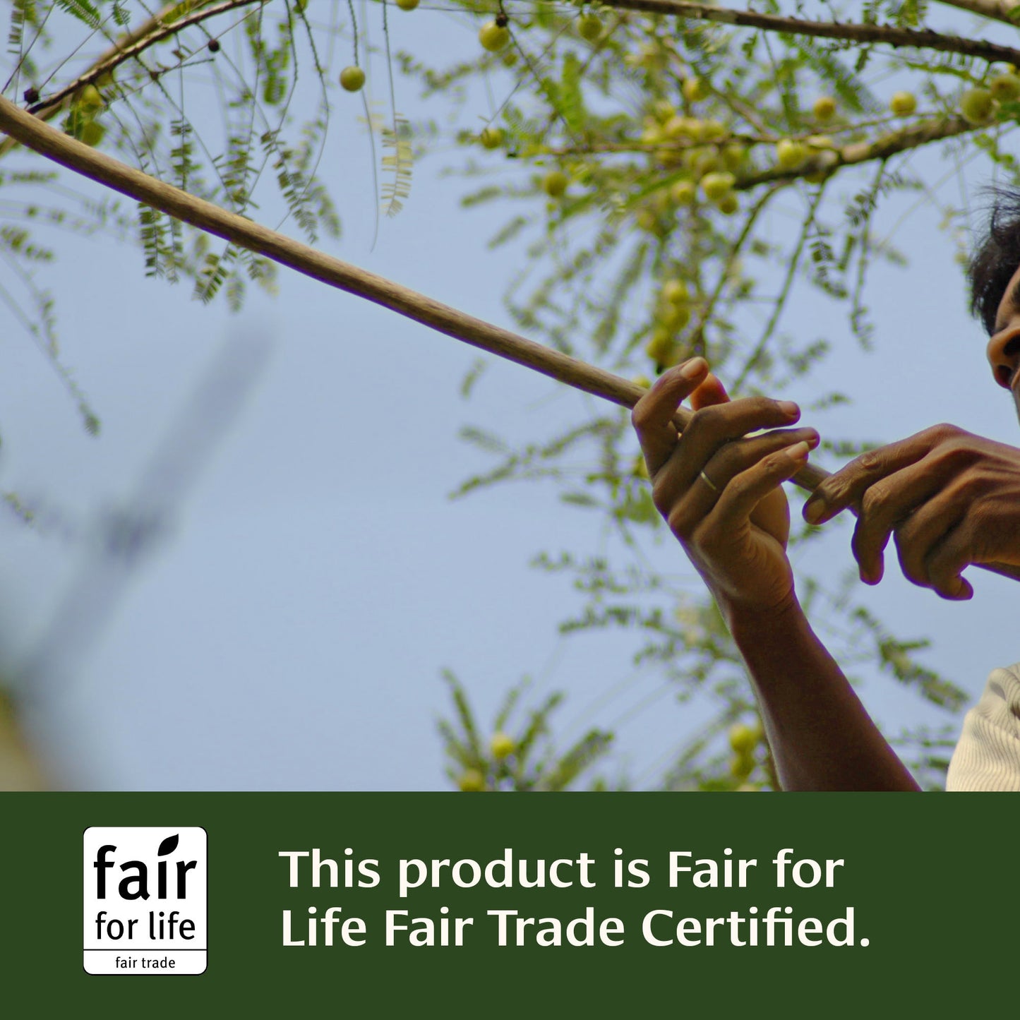 Amla Tablets Fair for Life Fair Trade Certified