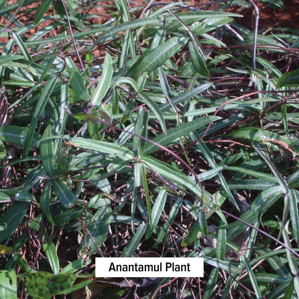 Anantamul Plant