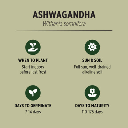 Organic Ashwagandha Seeds