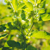 Organic Ashwagandha Plant