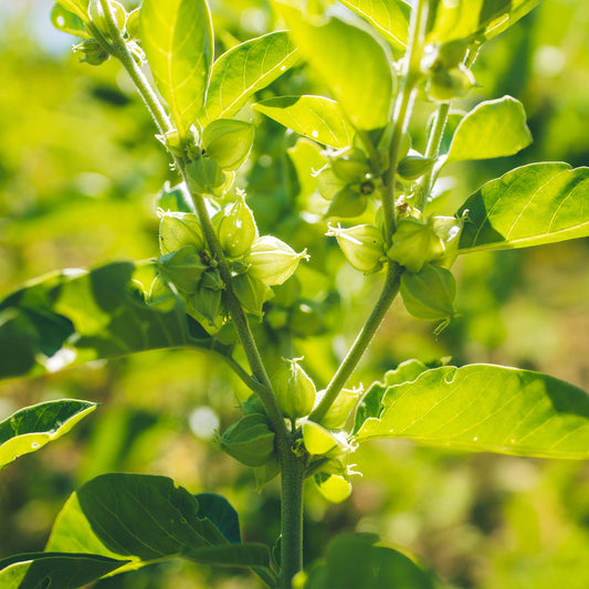 Organic Ashwagandha Plant