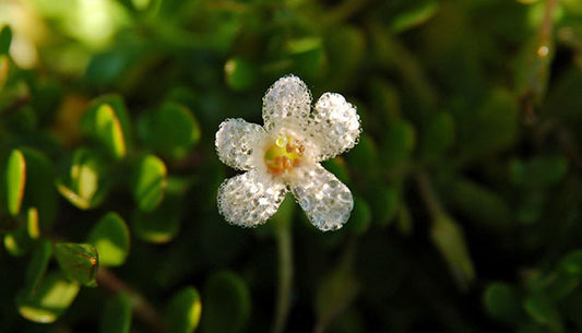 Your Guide to Bacopa: the History, Research, and Benefits