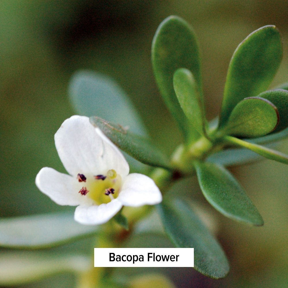 Bacopa Flower