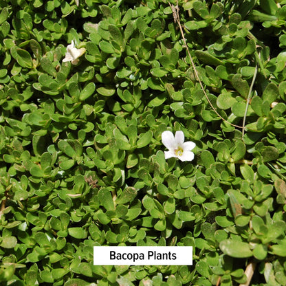 Bacopa Plants