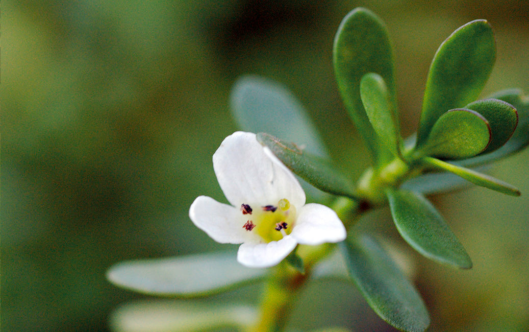 PHYTOCHEMISTRY OF BACOPA