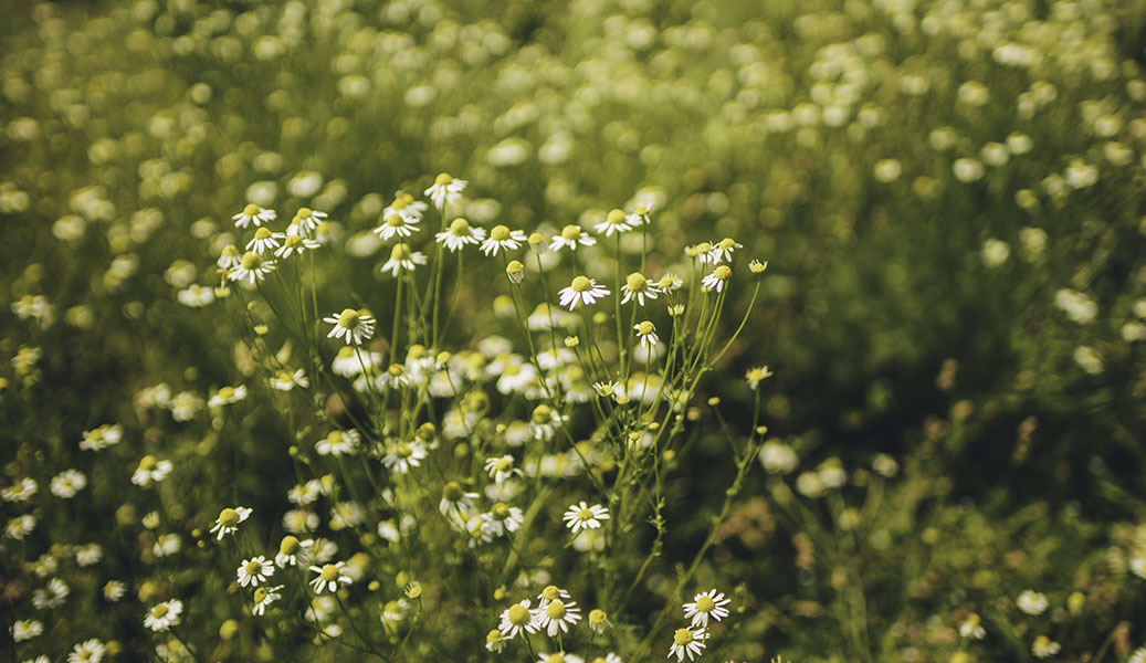 SOOTHING BOTANICALS FOR SACRED REST