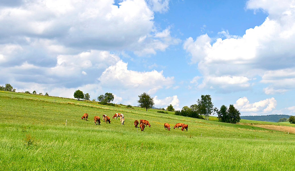 HEALTHY, HAPPY COWS