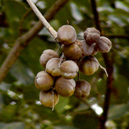 Bibhitaki Fruit