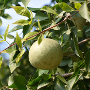 Bilva Fruit