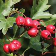Hawthorn Berry