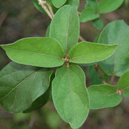 Shardunika Leaf