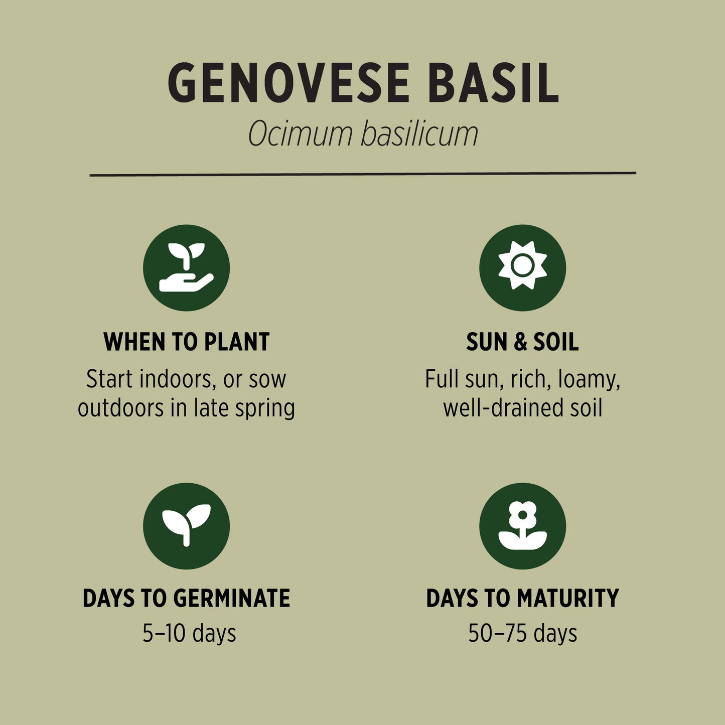 Genovese Basil Organic Seeds Quick Facts