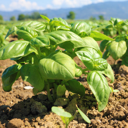 Genovese Basil growing in field