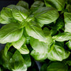 Genovese Basil