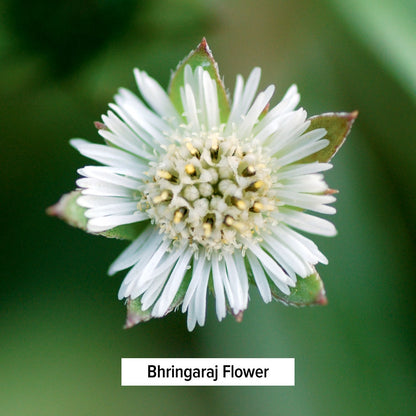 Bhringaraj Flower