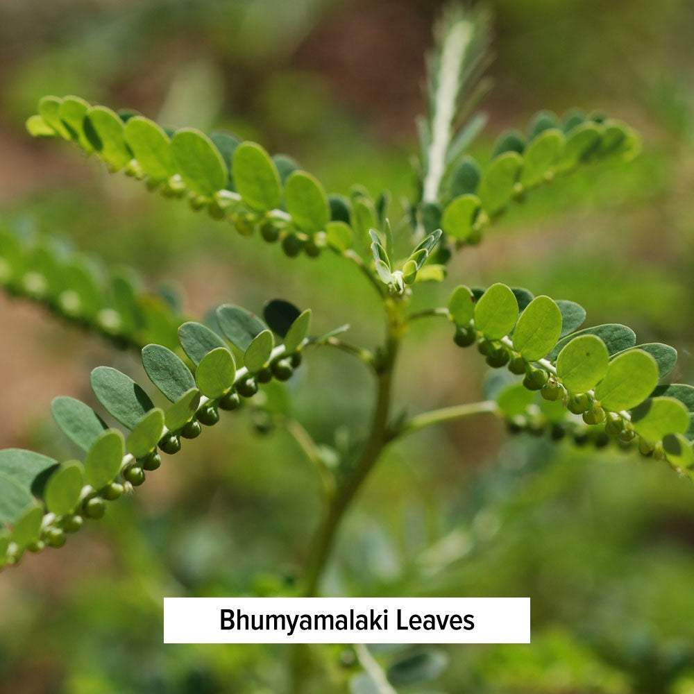 Bhumyamalaki Leaves