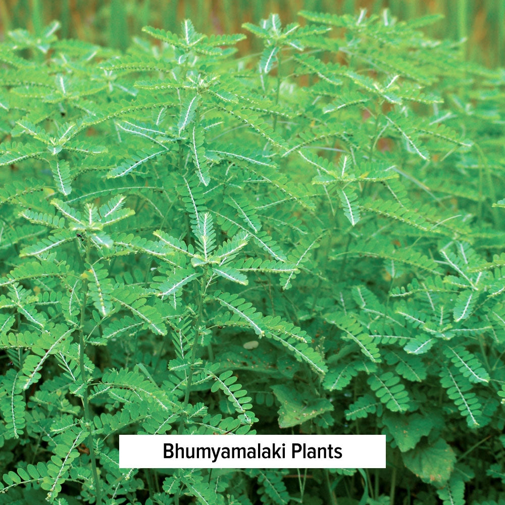 Bhumyamalaki Plants