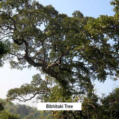 Bibhitaki Tree