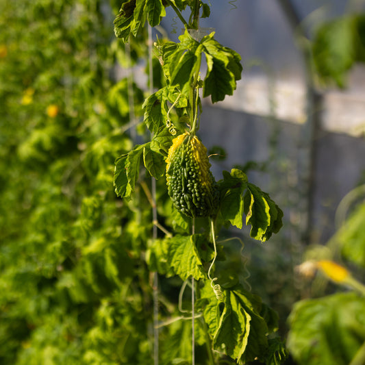 Bitter Melon Organic on the vine