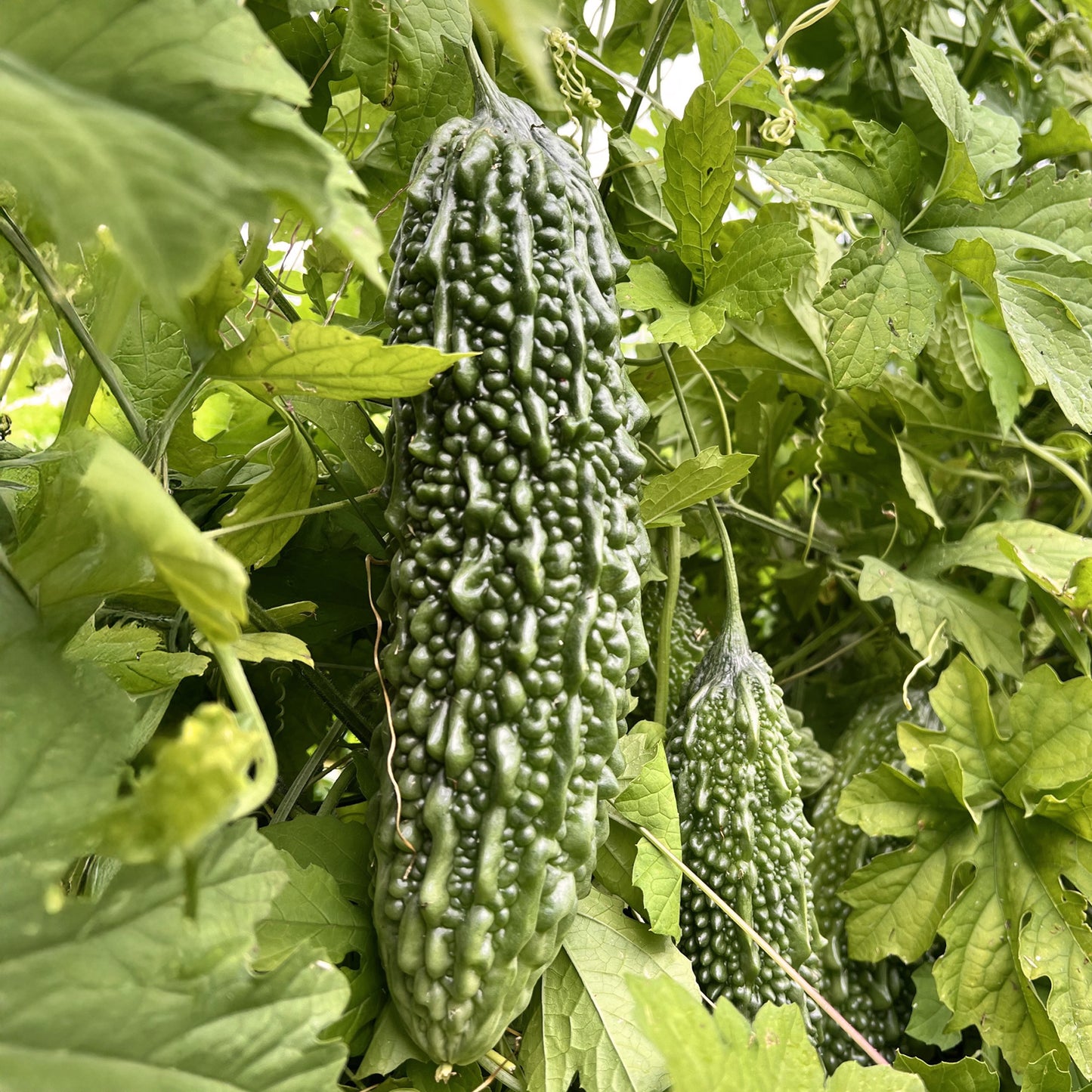 Bitter Melon on Vine