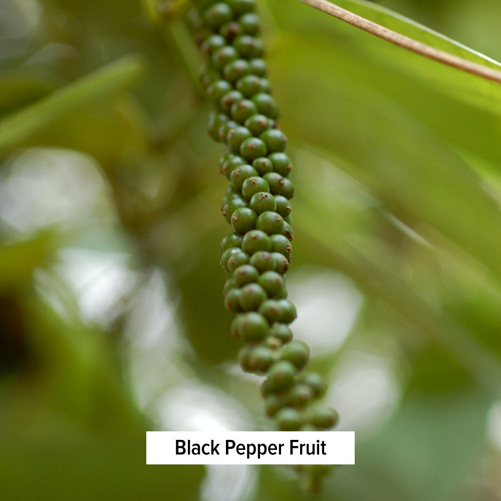 Black Pepper Fruit