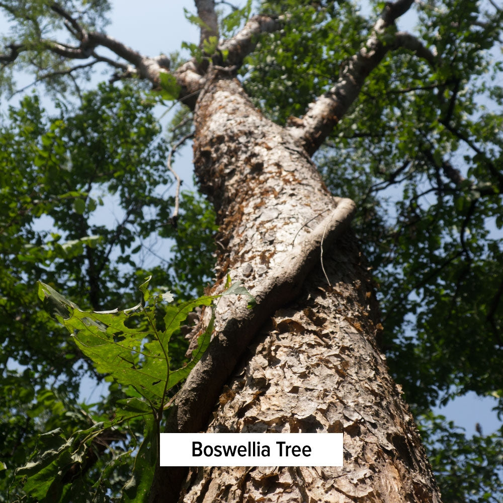 Boswellia Tree