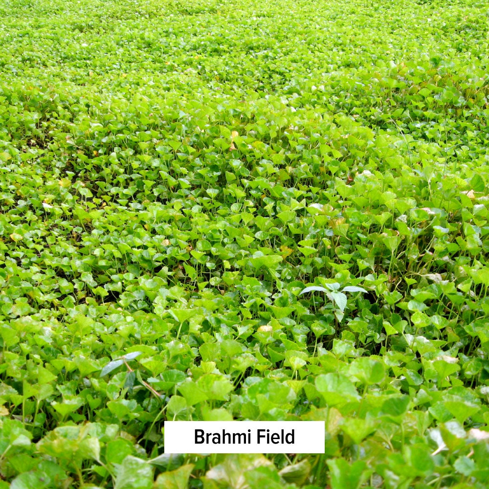 Brahmi Field