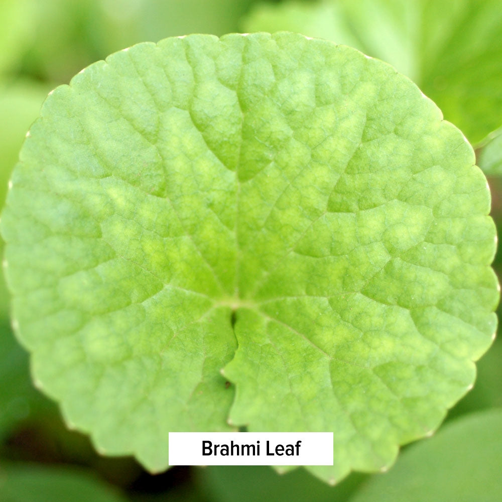Brahmi Leaf