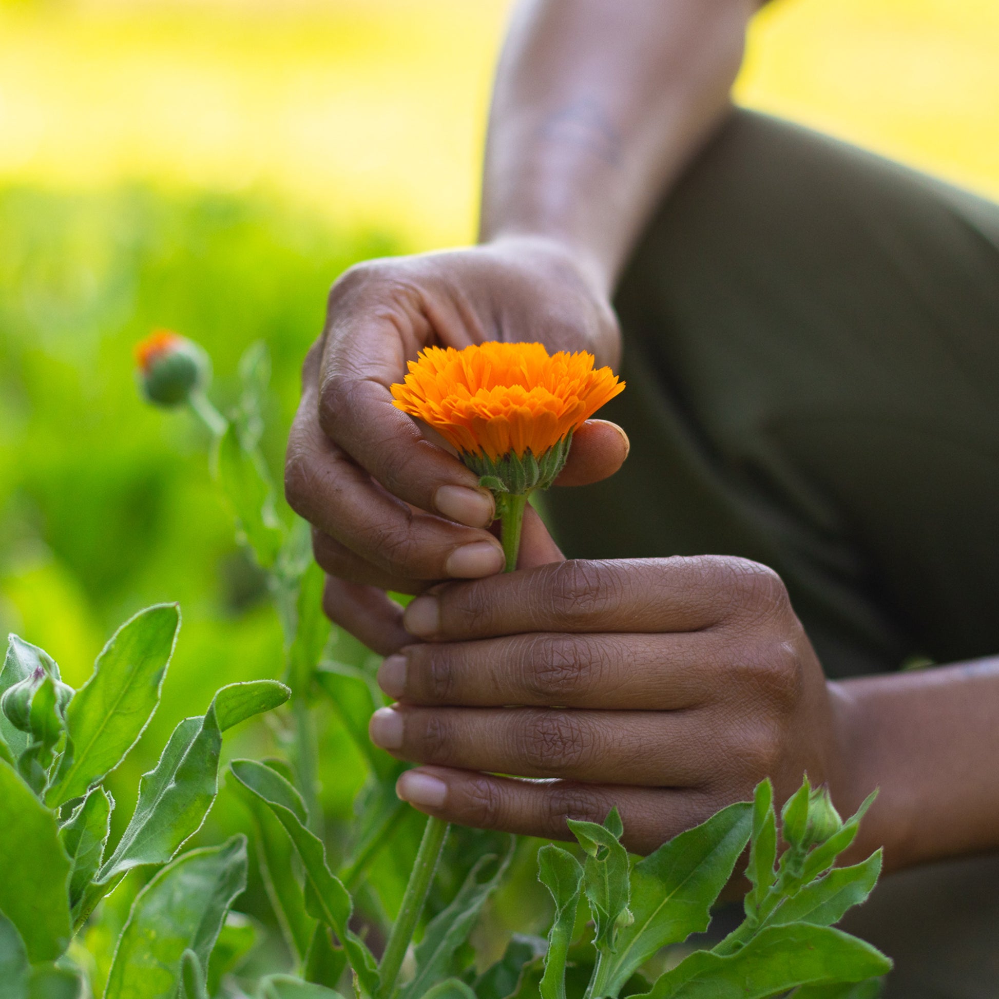 Calendula in hand