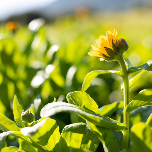 Calendula in field