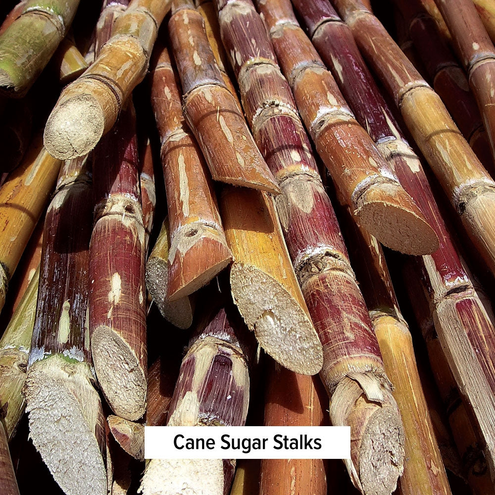 Cane Sugar Stalks