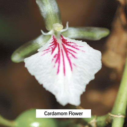 Cardamom Flower