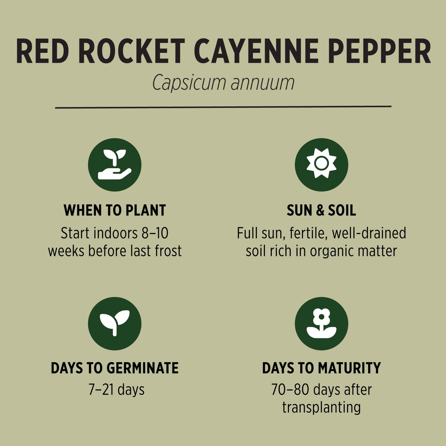 Red Rocket Cayenne Pepper Seeds Growing Facts