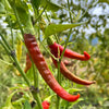 Red Rocket Cayenne Pepper on Vine