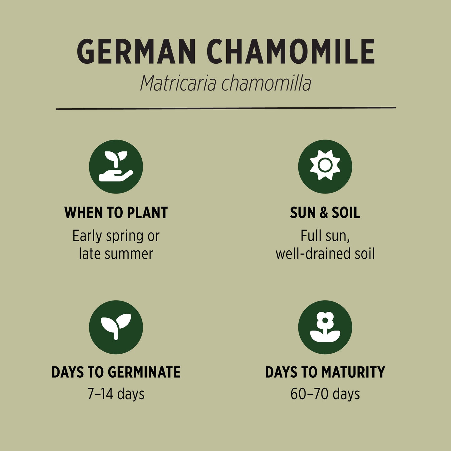 German Chamomile Organic Seeds Quick Facts