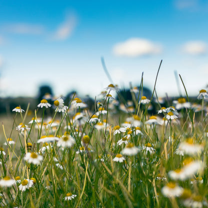 German Chamomile Field