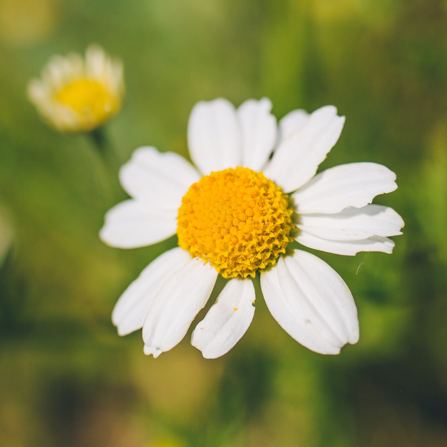 German Chamomile Flower