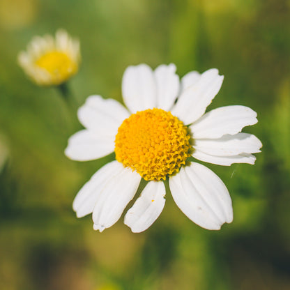 German Chamomile Flower