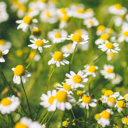 German Chamomile Field