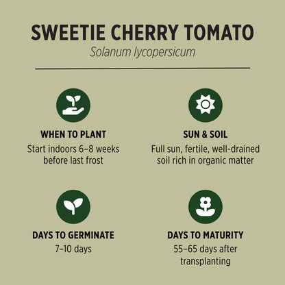 Sweetie Cherry Tomato Seeds Growing Facts