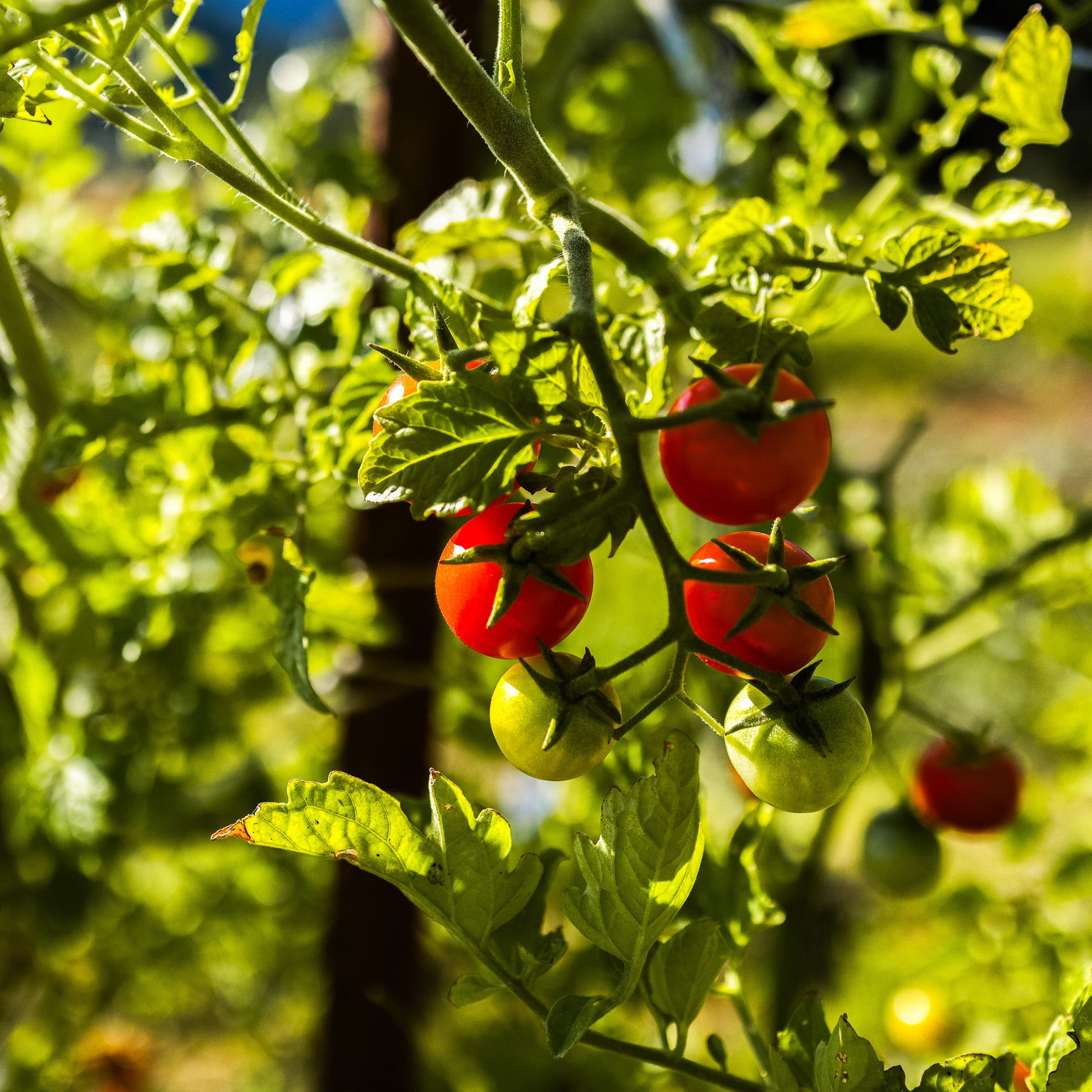 Sweetie Cherry Tomato on vine